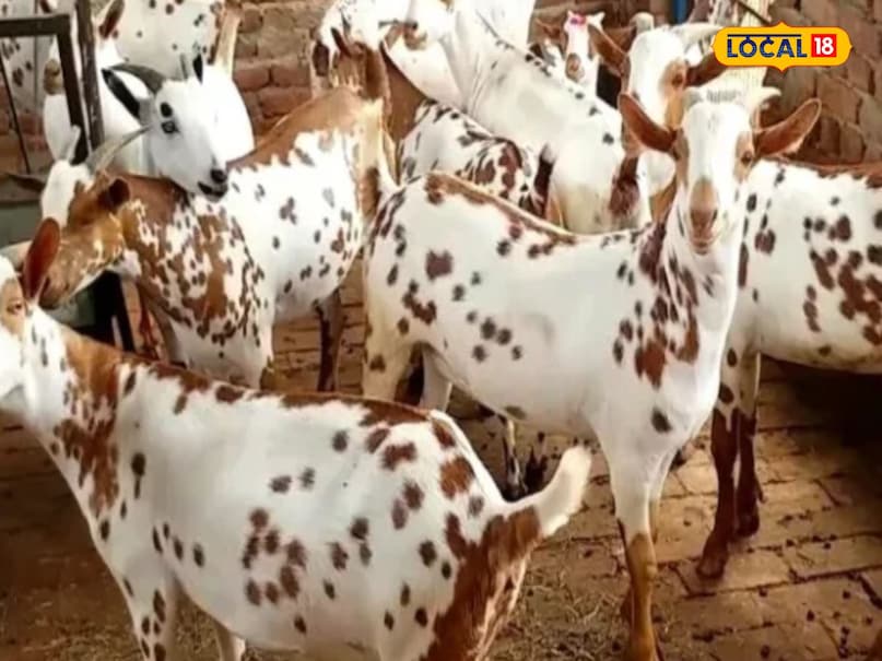   Health News, Health News in Hindi, Goat Milk, Goat Milk Benefits, Benefits of Goat Milk, Bakri Ke Doodh Ke Fayde, Whoich Milk is Best, Best Milk For Health, Health Benefits of Goat MILK MILK MILK MILK MILK Benefits, Health News, Health News In Hindi, Goat Milk, Benefits of Goat Milk, which milk is the best, 