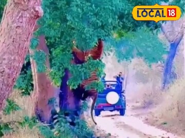 Tree Tree
