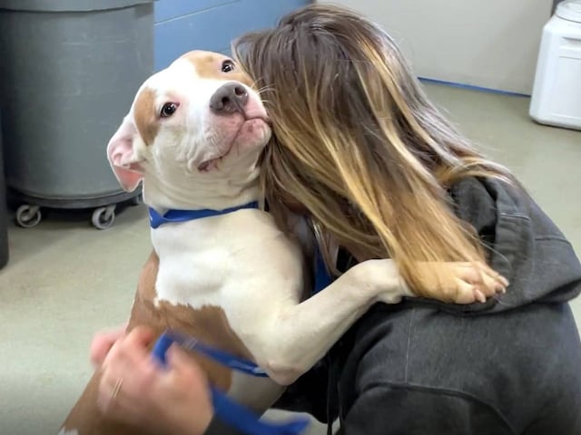 Documents were not of travel with dogs, the woman did what the officer did Documents were not of travel with dogs, the woman did what the officer did