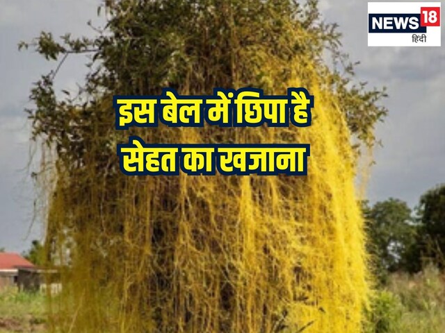 इस बेल में 10 घोड़े जितना बल, इसकी जादुई शक्तियों के आगे कई बीमारियां भी फेल