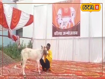 गाय