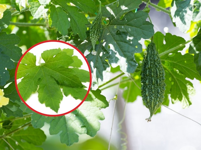 Not only bitter gourd, its leaves are also a panacea for health! Learn its amazing benefits