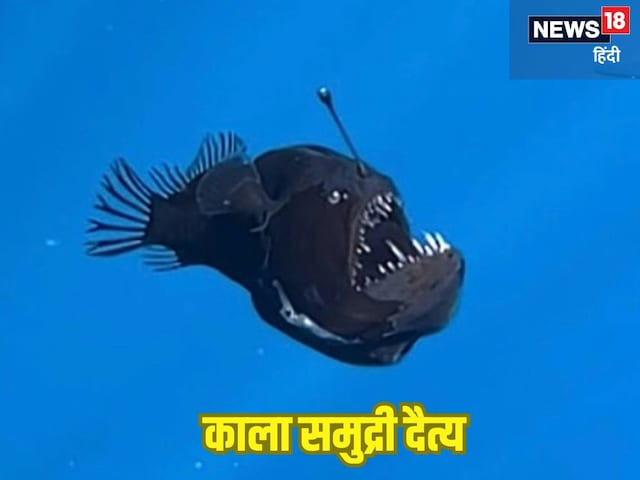पानी में ऊपर की ओर आ रहा था छोटा पर खतरनाक समुद्री दैत्य, वैज्ञानिक हुए हैरान! पानी में ऊपर की ओर आ रहा था छोटा पर खतरनाक समुद्री दैत्य, वैज्ञानिक हुए हैरान!
