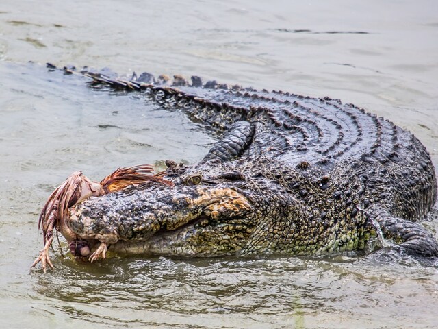 Crocodile-002-1200-900-shutterstock-2025-03-a707c4b9df577f581a30002f7861d9a9 Crocodiles came out of the water and pulled the woman in, whatever happened, there was panic among people!
