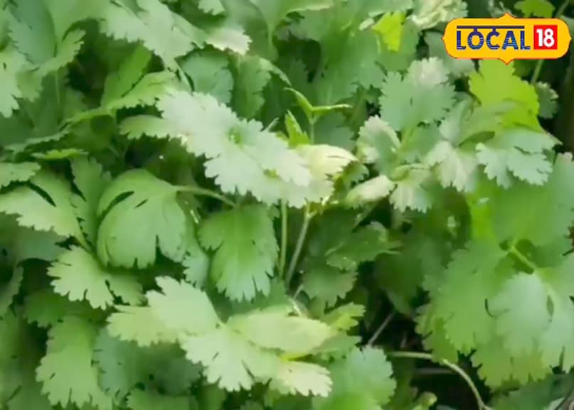 Coriander Leaves, धनिया पत्ती, Coriander Health Benefits, धनिया के फायदे, Coriander for Digestion, पाचन के लिए धनिया, Coriander for Immunity, इम्युनिटी के लिए धनिया