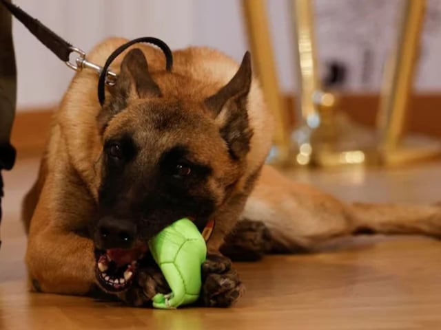 Dog-shoots-owner-2025-03-d32926d848e6cdcfbe3b87712ab5e6ab America: Pet dog accidentally shot the owner in Tennessee