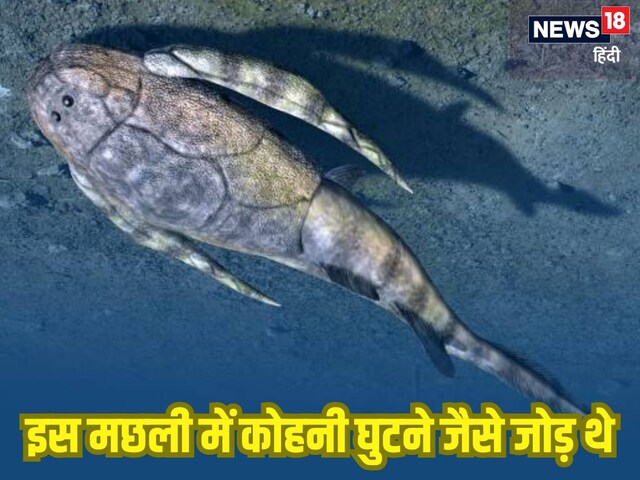 पुरानी मछली की लाश की स्टडी कर रहे थे साइंटिस्ट्स, हड्डियों की ने चौंकाया! पुरानी मछली की लाश की स्टडी कर रहे थे साइंटिस्ट्स, हड्डियों की ने चौंकाया!