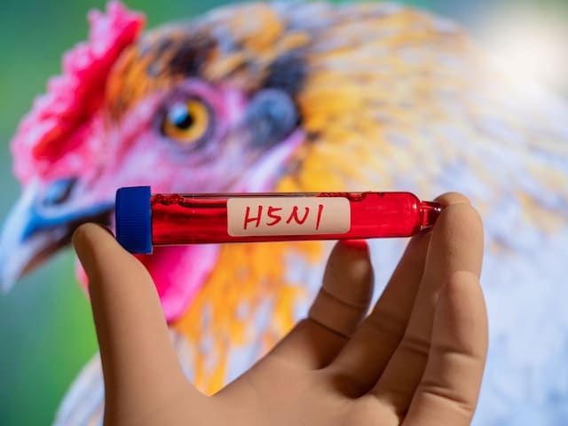 H5N1 वैक्सीन किशोरों के लिए अधिक फायदेमंद, जानें कैसे?