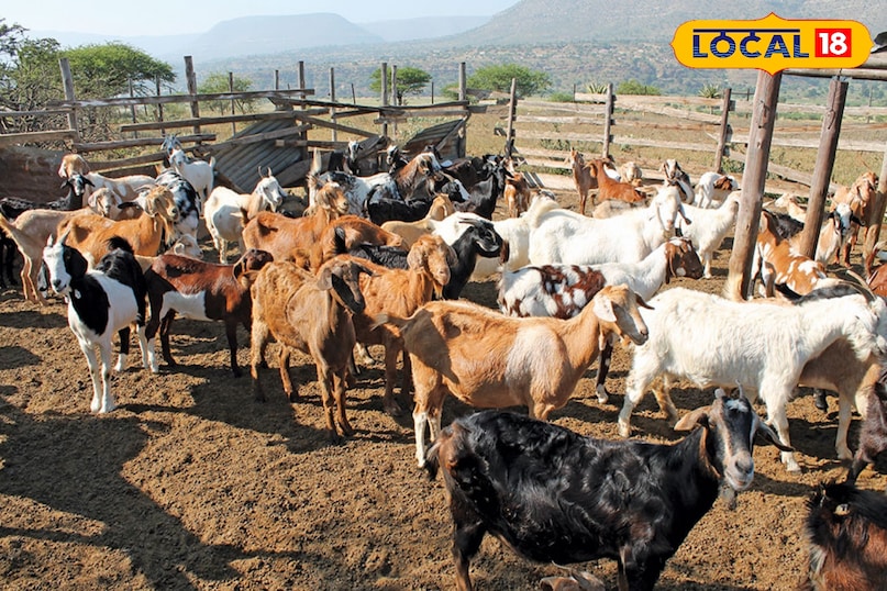 goat farming goat farming