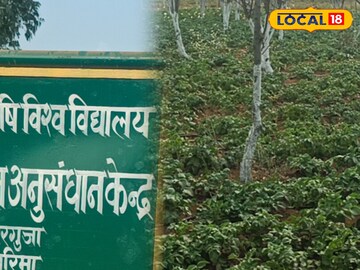 आलू