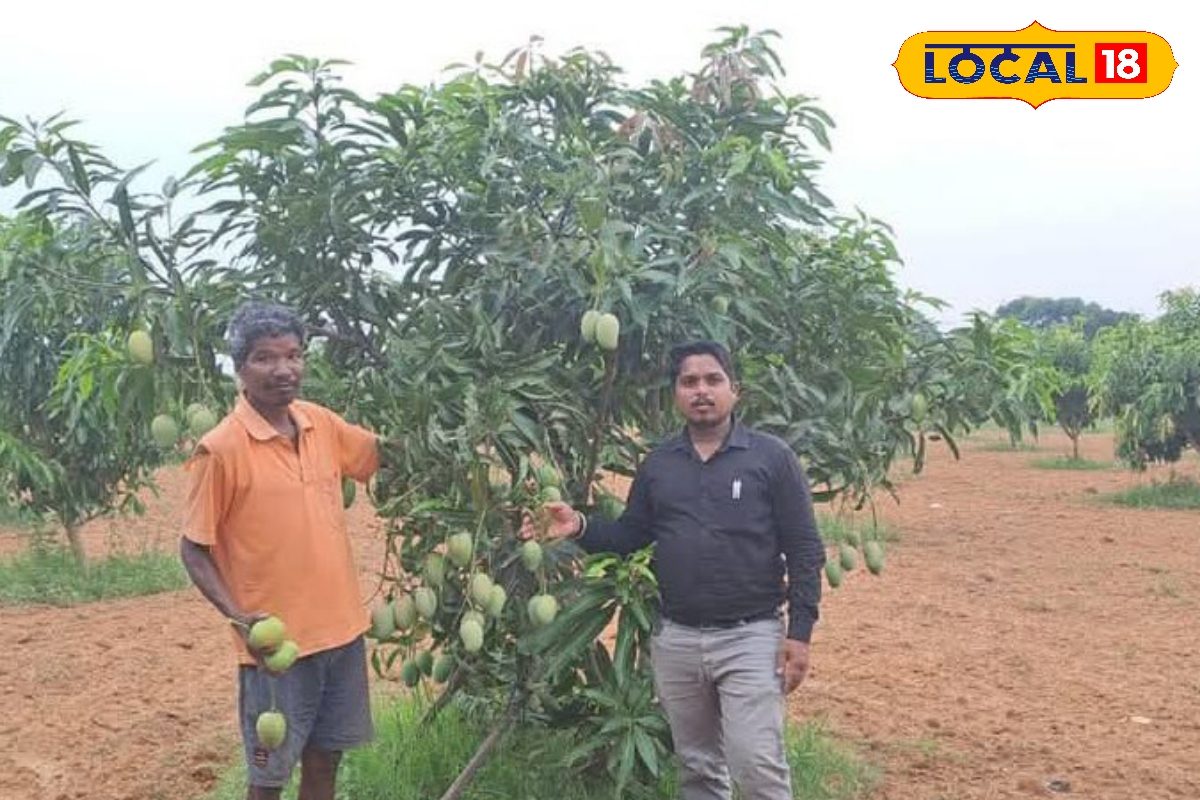 परती भूमि पर लहलहाया आम का बागान, इतनी उपज कि किसान हो रहे मालामाल