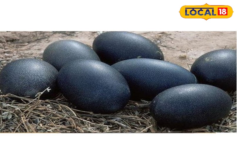 Kadaknath Chicken,Kadaknath Chicken Farming,Kadaknath Poultry Business,Kadaknath Chicken Price,Kadaknath Farming in India,Kadaknath Egg Price,Black Chicken Benefits,Kadaknath vs Broiler Chicken, Kadaknath Chicken,Kadaknath Chicken Farming,Kadaknath Poultry Business,Kadaknath Chicken Price,Kadaknath Farming in India,Kadaknath Egg Price,Black Chicken Benefits,Kadaknath vs Broiler Chicken,