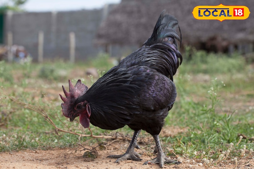 Kadaknath Chicken,Kadaknath Chicken Farming,Kadaknath Poultry Business,Kadaknath Chicken Price,Kadaknath Farming in India,Kadaknath Egg Price,Black Chicken Benefits,Kadaknath vs Broiler Chicken, Kadaknath Chicken,Kadaknath Chicken Farming,Kadaknath Poultry Business,Kadaknath Chicken Price,Kadaknath Farming in India,Kadaknath Egg Price,Black Chicken Benefits,Kadaknath vs Broiler Chicken,