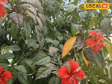 गुड़हल गुड़हल