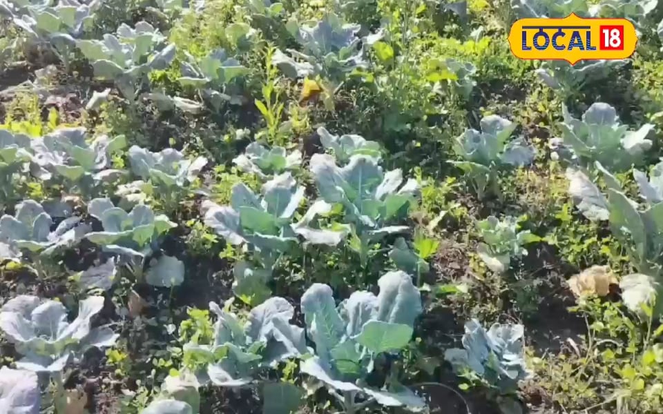गोभी की फसल पर कहर बनकर टूटा डायमंड बैक मोथ, इन उपायों से तुरंत करें सफाया!