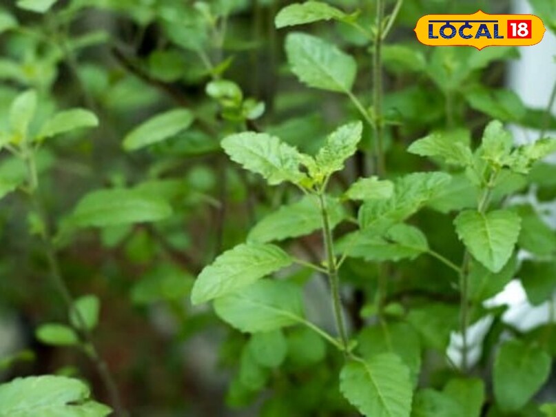 Tulsi Plant Care Tips