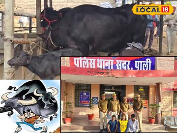 भैंस