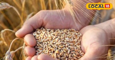 बता दें कि इन किस्मों की खासियत सिर्फ उत्पादन तक ही सीमित नहीं है बल्कि गुणवत्ता के मामले में भी ये बेहतर हैं. इनसे बने आटे की रोटी नरम और स्वादिष्ट होती है, जिसकी वजह से बाजार में इनकी कीमत भी अच्छी मिलती है. 