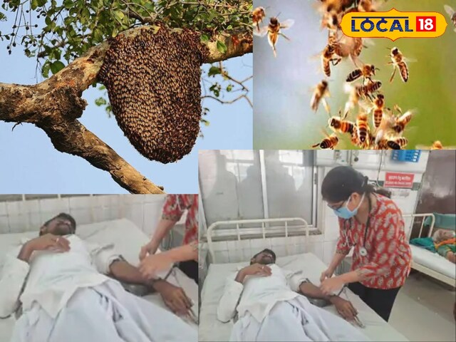 बकरी ने मधुमक्खियों के साथ एक गड़बड़ कर दी, फिर शेफर्ड का जीवन आया!