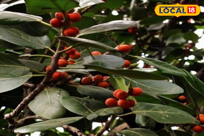 Bargad Tree Benefits: दांत से लेकर किडनी तक, शरीर की सारी बीमारी निचोड़ ...