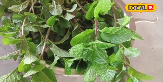 Mint Mint
