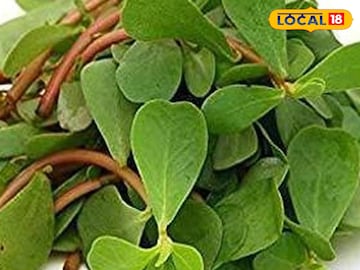 कुल्फा कुल्फा
