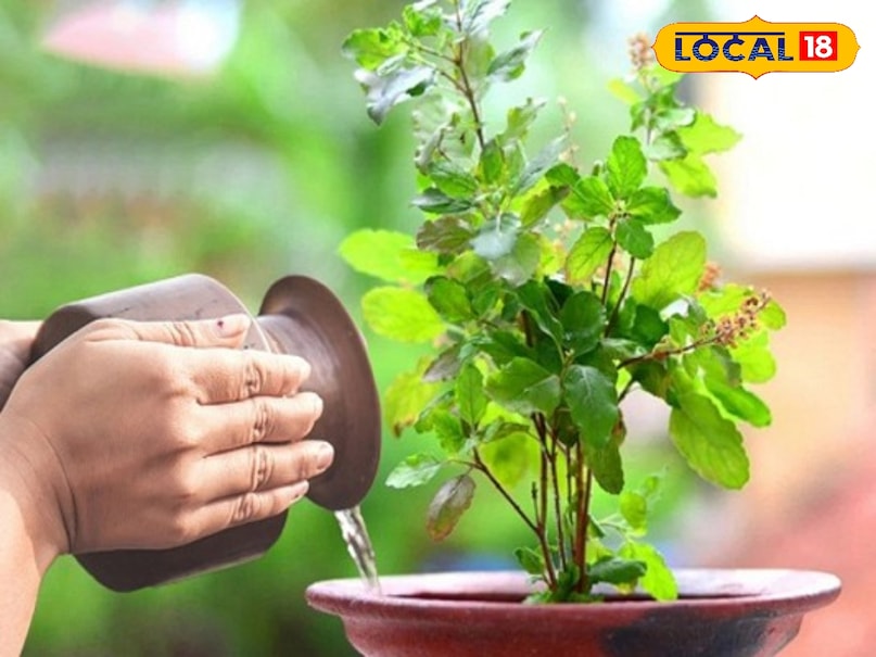 tulsi tulsi