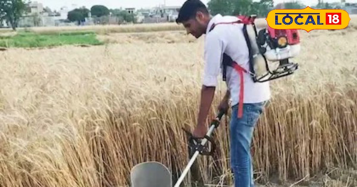 गेहूं की कटाई के लिए आ गई धांसू मशीन, मिनटों में करेगी घंटों का काम, कीमत सिर्फ 3 हजार रुपए से शुरू