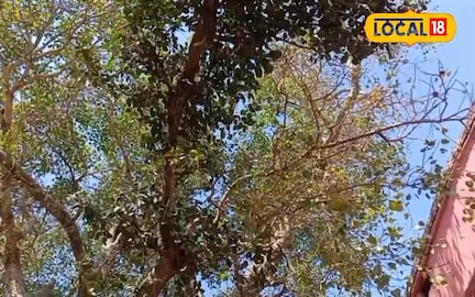 चित्रकूट के इस पेड़ में तोते के रूप में बैठे हनुमान, जानें इसके पीछे का सच चित्रकूट के इस पेड़ में तोते के रूप में बैठे हनुमान, जानें इसके पीछे का सच