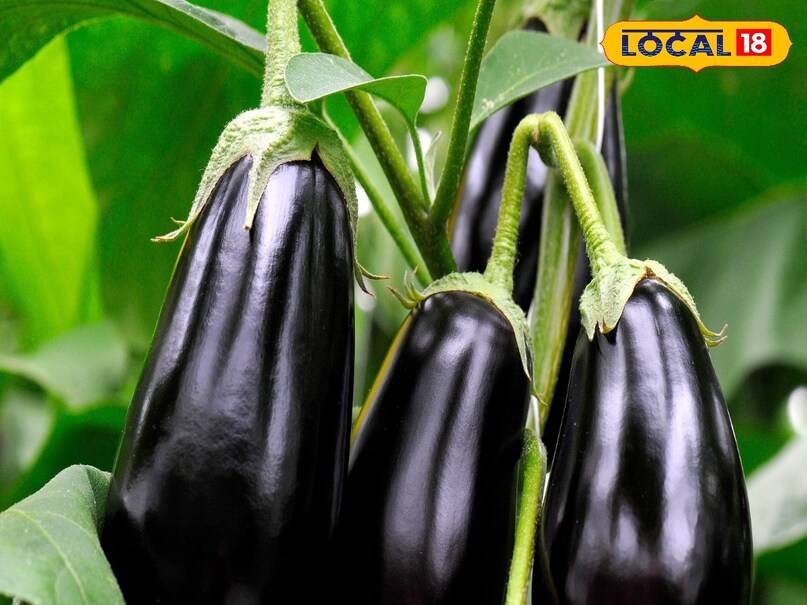 Kitchen Gardening Tips, Vegetables For Kitchen Garden, veggies in gardden, Kitchen Gardening Tips, Vegetables For Kitchen Garden, veggies in gardden,