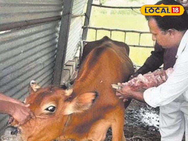 बदलते मौसम में, जानवरों में खुरपका-मुहिपा रोग के बढ़ने पर, मुफ्त में इलाज किया जाएगा