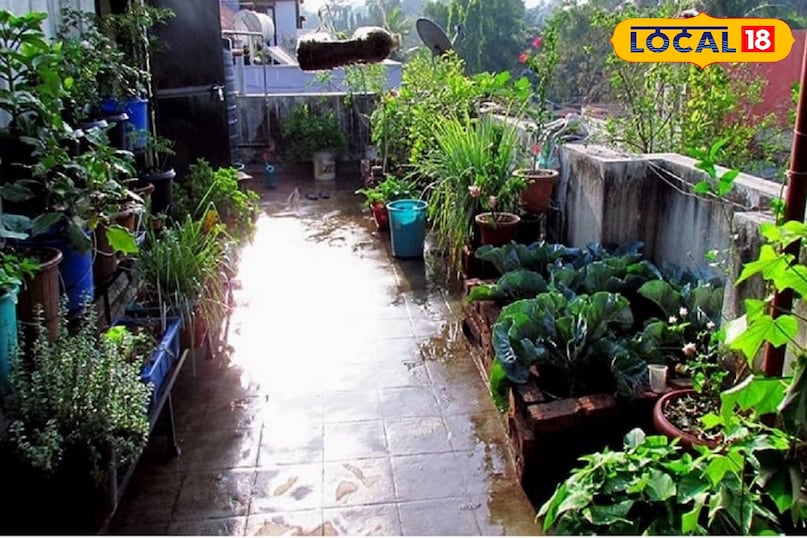 Kitchen Gardening Tips, Vegetables For Kitchen Garden, veggies in gardden, Kitchen Gardening Tips, Vegetables For Kitchen Garden, veggies in gardden,