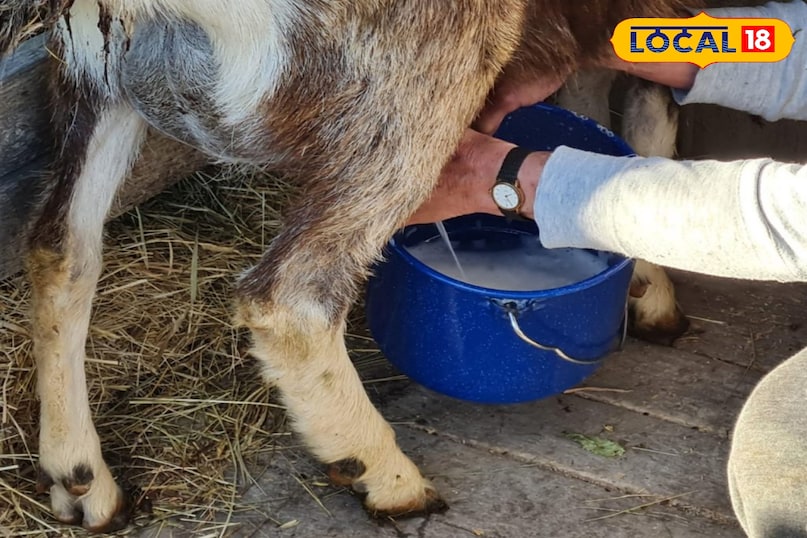   Health News, Health News in Hindi, Goat Milk, Goat Milk Benefits, Benefits of Goat Milk, Bakri Ke Doodh Ke Fayde, Whoich Milk is Best, Best Milk For Health, Health Benefits of Goat MILK MILK MILK MILK MILK Benefits, health news, health news in Hindi, goat milk, benefits of goat milk, benefits of goat milk, benefits of goat milk, which milk is the best,