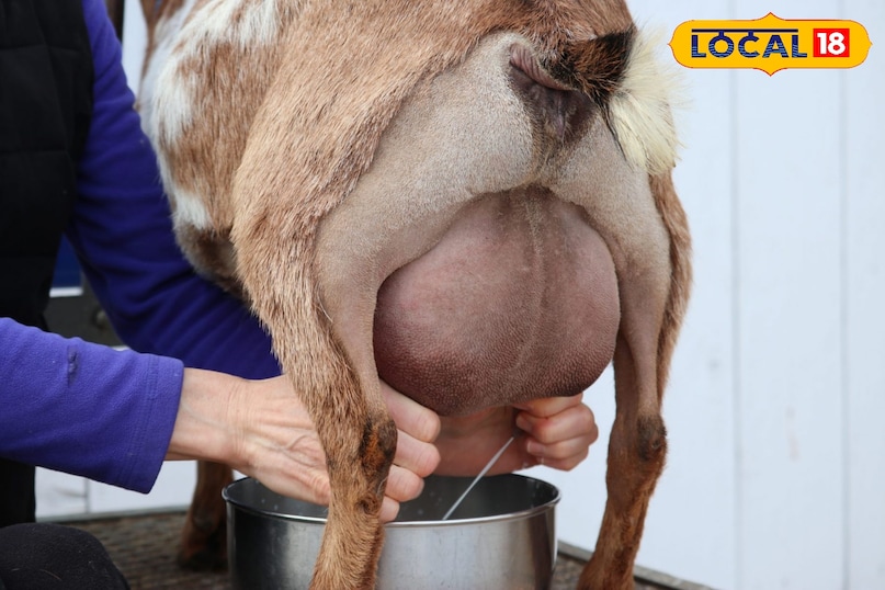   Health News, Health News in Hindi, Goat Milk, Goat Milk Benefits, Benefits of Goat Milk, Bakri Ke Doodh Ke Fayde, Whoich Milk is Best, Best Milk For Health, Health Benefits of Goat MILK MILK MILK MILK MILK Benefits, health news, health news in Hindi, goat milk, benefits of goat milk, benefits of goat milk, benefits of goat milk, which milk is the best,