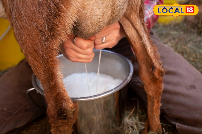   Health News, Health News in Hindi, Goat Milk, Goat Milk Benefits, Benefits of Goat Milk, Bakri Ke Doodh Ke Fayde, Whoich Milk is Best, Best Milk For Health, Health Benefits of Goat MILK MILK MILK MILK MILK Benefits, Health News, Health News In Hindi, Goat Milk, Benefits of Goat Milk, which milk is the best, 