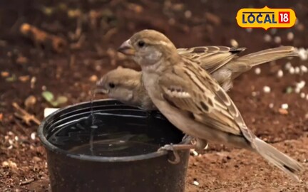 फाइल फाइल