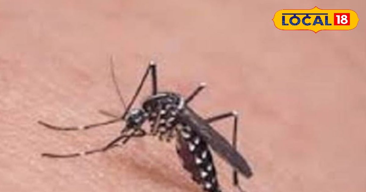 Machhar Insect घर पर मच्छरों के आतंक से हैं परेशान, तो अपनाएं ये आसान उपाय, चुटकियों ...