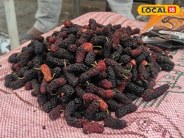 Mulberry 