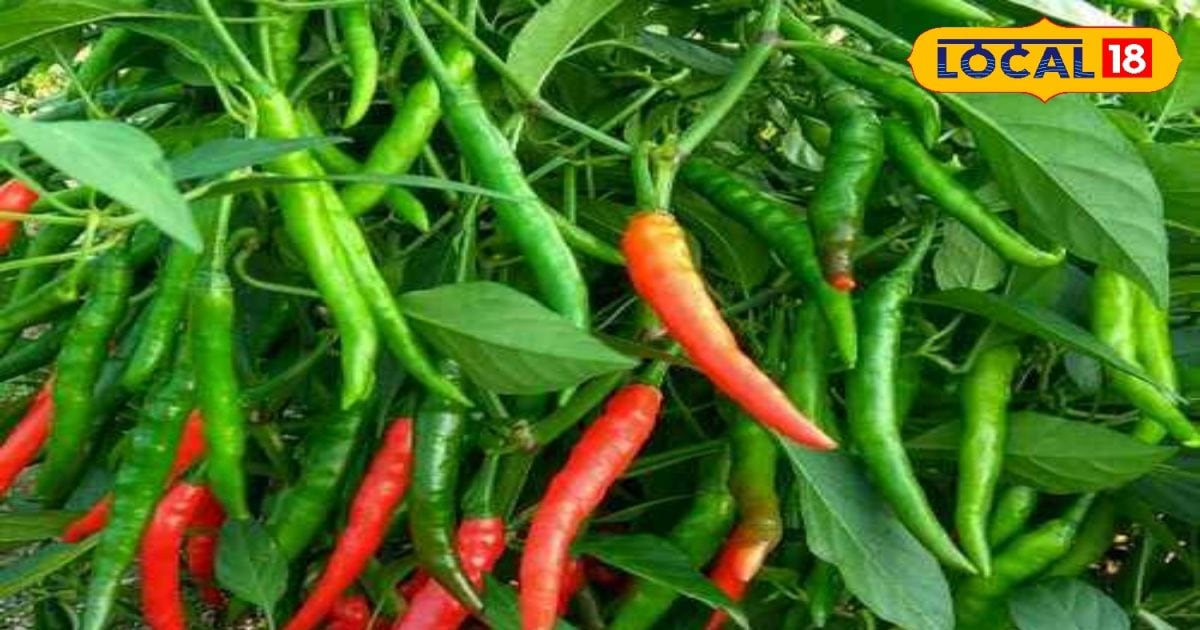 Gardening Tips: गमले में ऐसे लगाएं मिर्च का पौधा, बाजार से नहीं होगी खरीदने की जरूरत, पड़ोसी भी पूछेंगे तरीका…