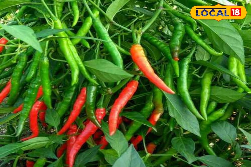 chilli crops, threat of pests on chilli crops, chilli crops pests, chilli pests, tips and trciks, farming tips, chilli farming, Root rot in chilli , chilli farming tips , chilli prevention tips from root rot, जड़ सड़न रोग के उपाय , मिर्च जड़ सड़न रोग टिप्स , एग्रीकल्चर न्यूज chilli crops, threat of pests on chilli crops, chilli crops pests, chilli pests, tips and trciks, farming tips, chilli farming, Root rot in chilli , chilli farming tips , chilli prevention tips from root rot, जड़ सड़न रोग के उपाय , मिर्च जड़ सड़न रोग टिप्स , एग्रीकल्चर न्यूज