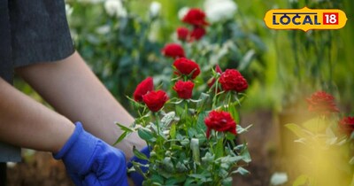 Unlock Lush Rose Blooms: Expert Tips for a Stunning Garden