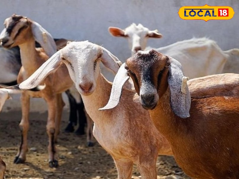 goat farming
