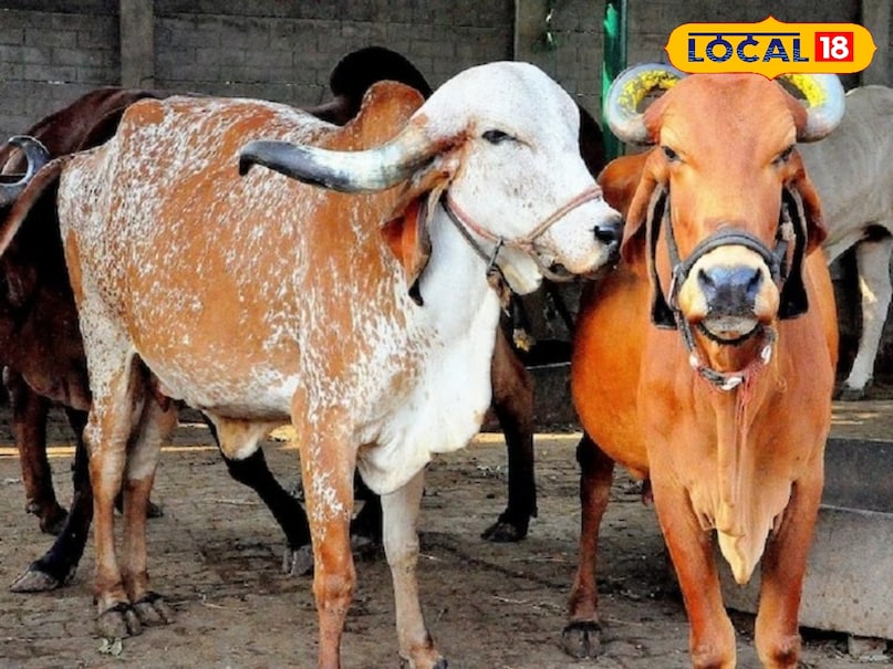 Animal Care Tips Animal Care Tips