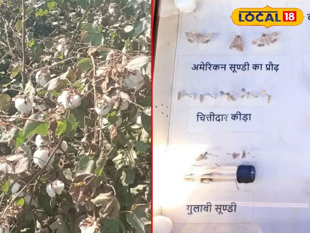 कपास की खेती के लिए यह किट बहुत खतरनाक है, रोकथाम और नियंत्रण के उपायों को जानें
