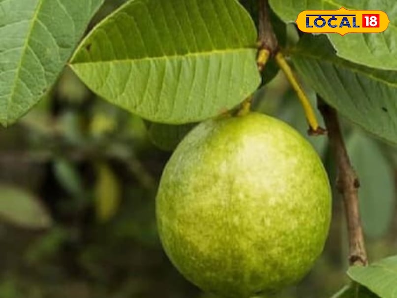 Agriculture News,japani red diamond guava,guava prodcution, red Diamond Guava, Japanese Red Diamond Guava Cultivation, Japanese Red Diamond Guava Rate, How to Cultivate Japanese Red Diamond Guava, जापानी रेड डायमंड अमरूद, जापानी रेड डायमंड अमरूद की खेती, जापानी रेड डायमंड अमरूद का रेट, कैसे करें जापानी रेड डायमंड अमरूद की खेती