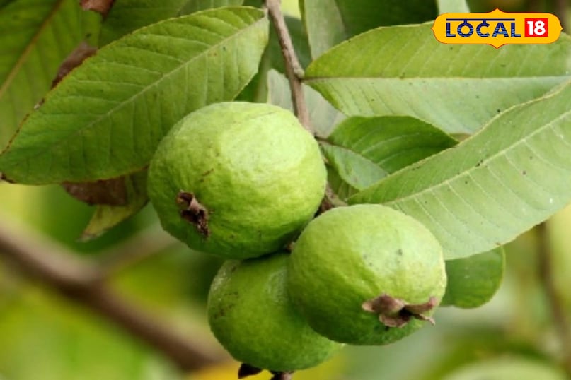 Agriculture News,japani red diamond guava,guava prodcution, red Diamond Guava, Japanese Red Diamond Guava Cultivation, Japanese Red Diamond Guava Rate, How to Cultivate Japanese Red Diamond Guava, जापानी रेड डायमंड अमरूद, जापानी रेड डायमंड अमरूद की खेती, जापानी रेड डायमंड अमरूद का रेट, कैसे करें जापानी रेड डायमंड अमरूद की खेती