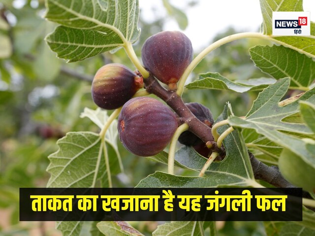 शुद्ध ताकत का सरताज है यह पहाड़ी फल, खाते ही दर्द गायब,आंतों की गंदगी साफ