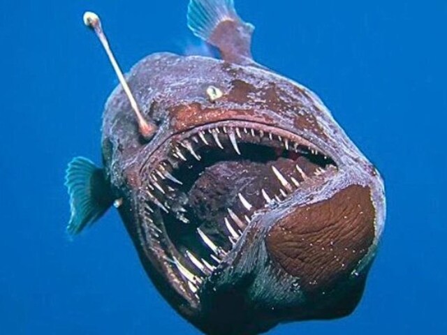 Humpback-anglerfish-black-seadevil-bioluminescence-marine-conservation-monster-Fish-Icarus-2025-03-65df53ed372e1501c216b7168977948c Search for rare humpback anglerfish near Tennerif Island