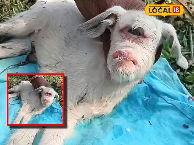 IMAGES-2025-03-20T164119.570-2025-03-4bd2c87c7f5f21d0cf6c3b4f5da0de2c Who will not surprise this goat baby! Two eyes on the forehead and long tongue, crowds gathered to see