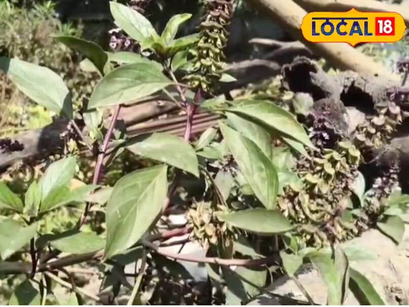 Gardening Tips,Tulsi plant care during monsoon,How to protect Tulsi in rainy season,Neem oil spray for Tulsi,Best time to water Tulsi,Tulsi pruning tips,Rainy season plant care, तुलसी के पौधे की देखभाल,बारिश में तुलसी की देखभाल कैसे करें,तुलसी पौधे की सुरक्षा टिप्स,तुलसी की छंटाई कब करें,तुलसी में कीट से बचाव,बरसात में तुलसी को बचाने के उपाय,